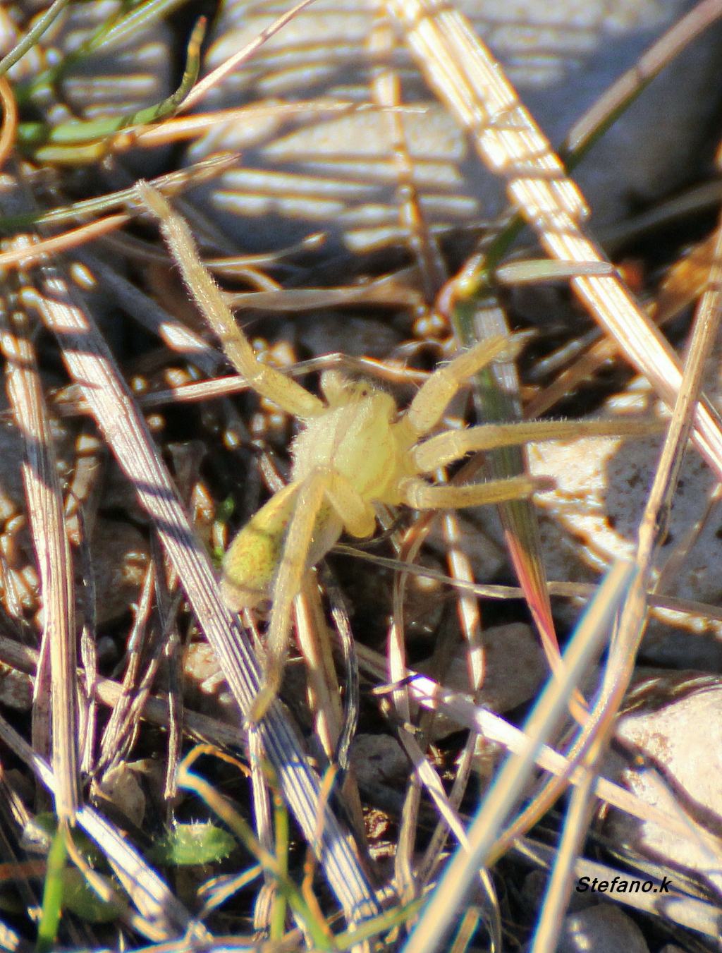 Micrommata virescens - Padriciano (TS)